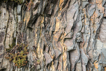 Stone wall with green plant