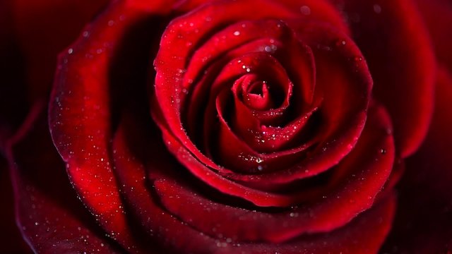 Red Rose Flower close up. Rose background. Symbol of love