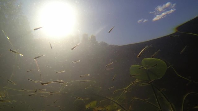 Juvenile roach fish swimming near water surface and floating