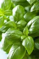 fresh basil leaves herb background