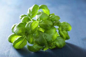 fresh basil leaves herb over blue background