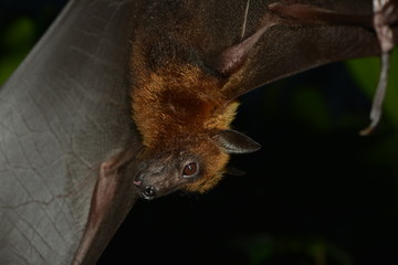 Flugfuchs