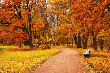 Obraz premium colorful autumn trees in park