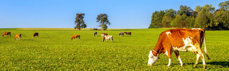 Photo sur Plexiglas Vache Vaches laitières dans le pré