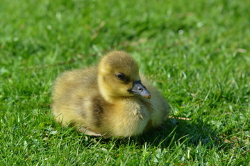 Graugansküken auf der Wiese