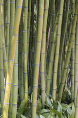 Fototapeta premium tree in the garden