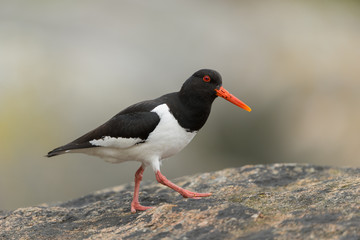 Austernfischer, Eurasian oystercatcher, Haematopus ostralegus
