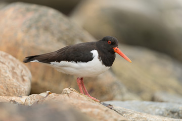 Austernfischer, Eurasian oystercatcher, Haematopus ostralegus