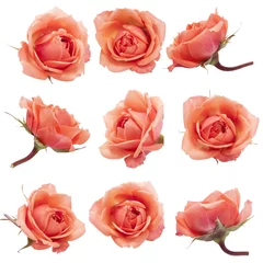 Crédence de cuisine en verre imprimé Roses Collage avec des roses.
