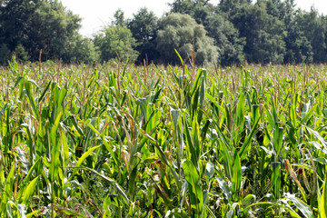 Obraz premium Cornfield / Cornfield with many Corn Plants