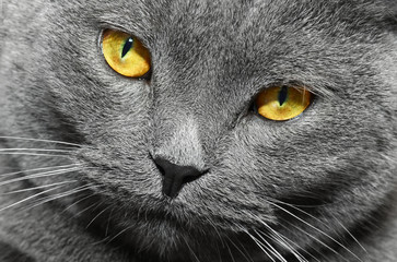 British shorthair cat (British Blue cat)