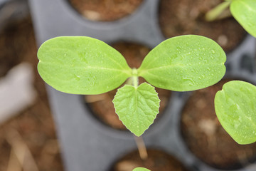 Melon plantation seeding