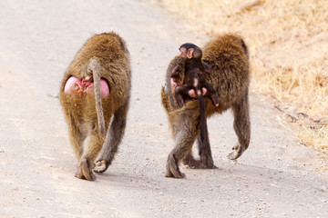 Mother and baby baboons