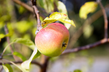 Apple Tree / Apple on an apple tree