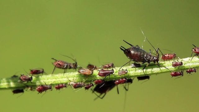 Aphids