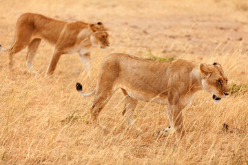 Two lionesses in Masai Mara