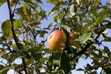 delicious apples on the tree ready for the harvest