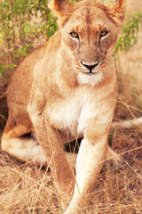 Female lion in Masai Mara