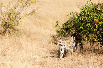 Female leopard in Masai Mara