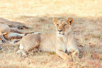 Naklejka na ściany i meble Lioness in Masai Mara