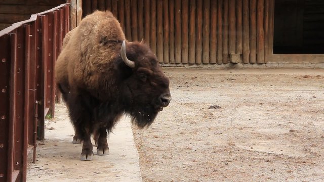 European bison
