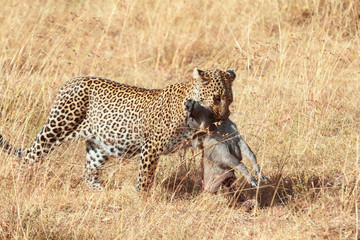 Female leopard in Masai Mara