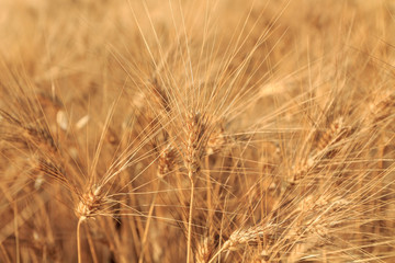 Yellow wheat field