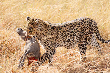 Female leopard in Masai Mara