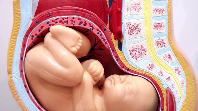 Model Of Physiological Pregnancy