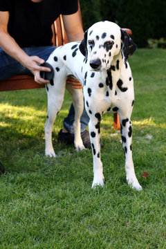 Strigeln von Hund, geduldig