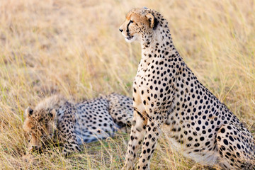 Cheetahs in Masai Mara