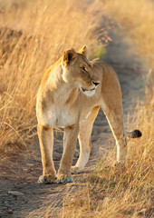 Obraz na płótnie Canvas Female lion in Masai Mara