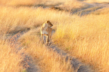 Female lion with cubs in Masai Mara