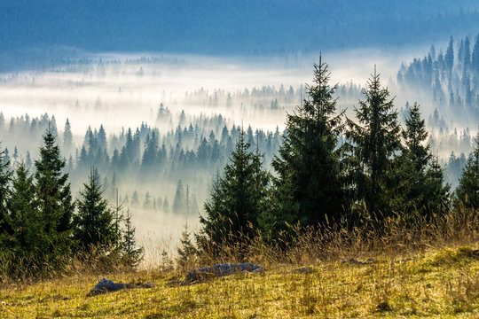 coniferous forest in foggy Romanian mountains