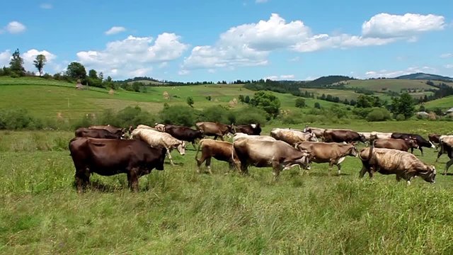 Herd of cows