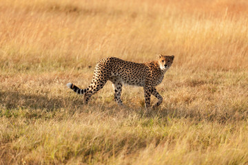 Male cheetah in Masai Mara