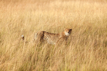 Male cheetah in Masai Mara