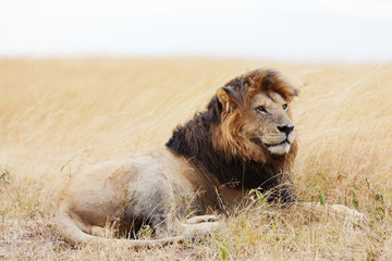 Male lion in Masai Mara