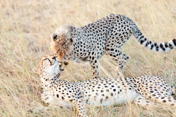 Cheetahs in Masai Mara