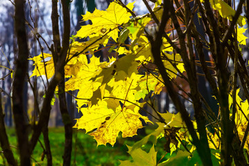 Branches with Autumn Yellow Maple Leaves