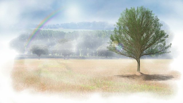 Four seasons. Animation of a tree changing as the seasons pass
