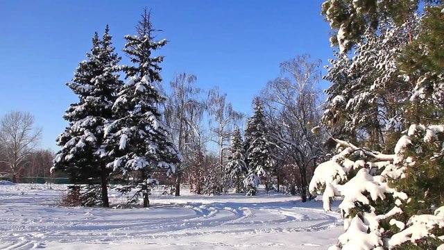 Pine-trees under snow
