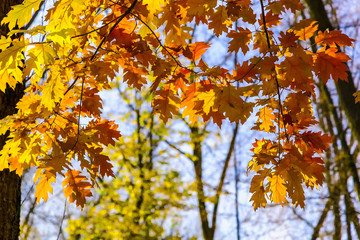Bright Multicolored Oak Leaves on the Branches