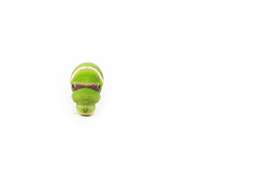 Green caterpillar