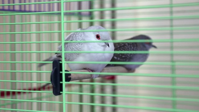 Diamond Turtledove in the cage