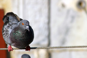 A racing pigeon resting on a wire