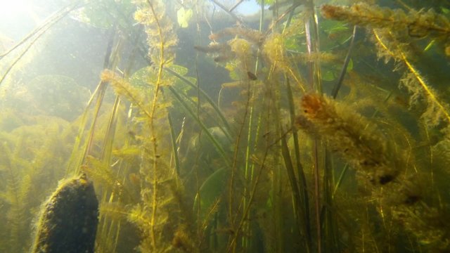 Low angle underwater shot of dense aquatic vegetation