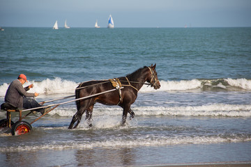 Cavallo al trotto in spiaggia