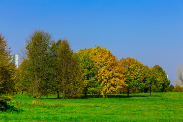 Branchy Autumn Trees on Meadow