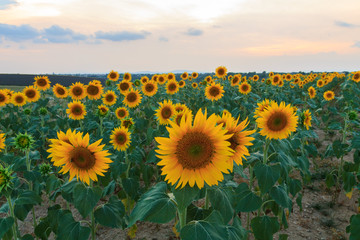 Fototapeta premium Sunflower field